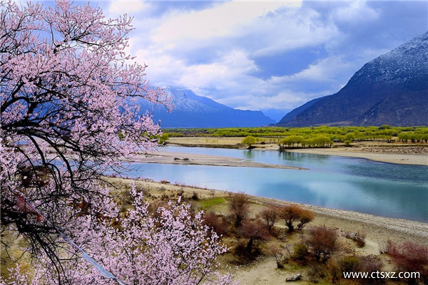 林芝桃花節(jié)