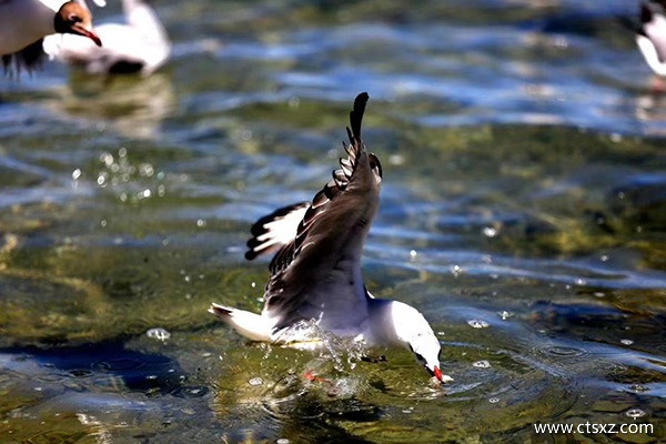 什么季節(jié)去西藏合適