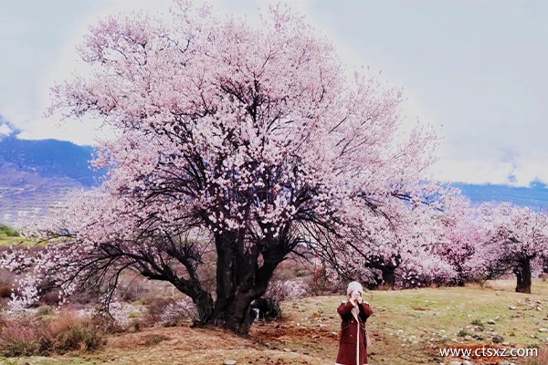 西藏旅游報團多少費用