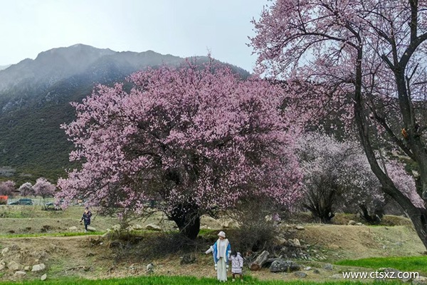 西藏游報團(tuán)多少錢